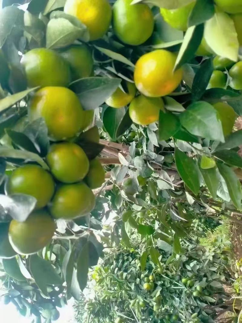 宜昌蜜橘大量现货供应，货源充足可视频看货打发全国