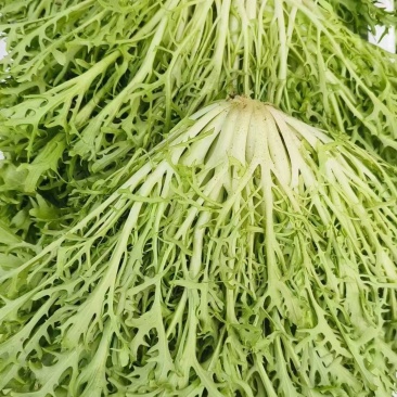 苦菊，大量上市，基地直发，全国发货，量大从优欢迎来电