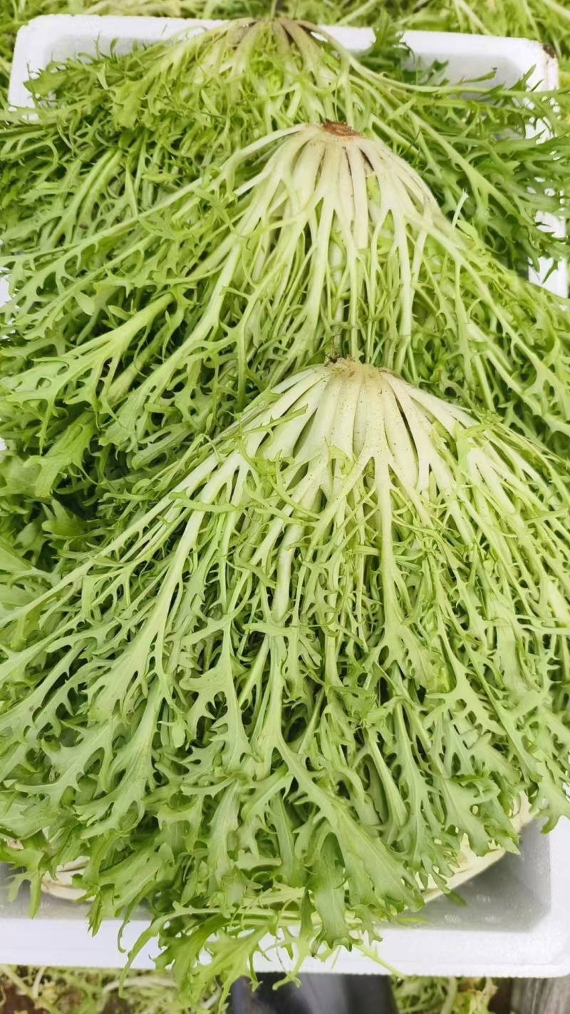 苦菊，大量上市，基地直发，全国发货，量大从优欢迎来电
