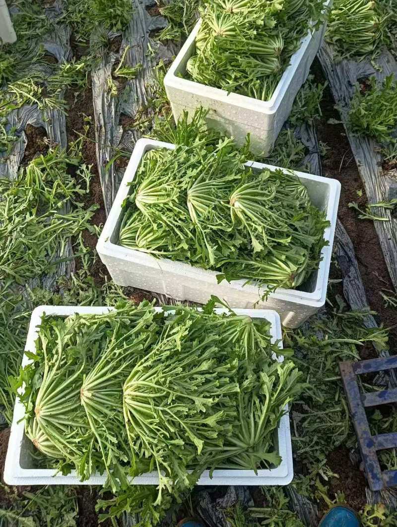 苦菊，大量上市，基地直发，全国发货，量大从优欢迎来电