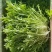 苦菊，大量上市，基地直发，全国发货，量大从优欢迎来电