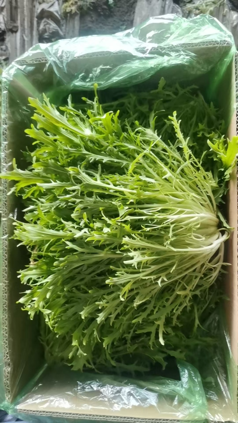 苦菊，大量上市，基地直发，全国发货，量大从优欢迎来电
