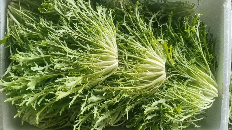 苦菊，大量上市，基地直发，全国发货，量大从优欢迎来电