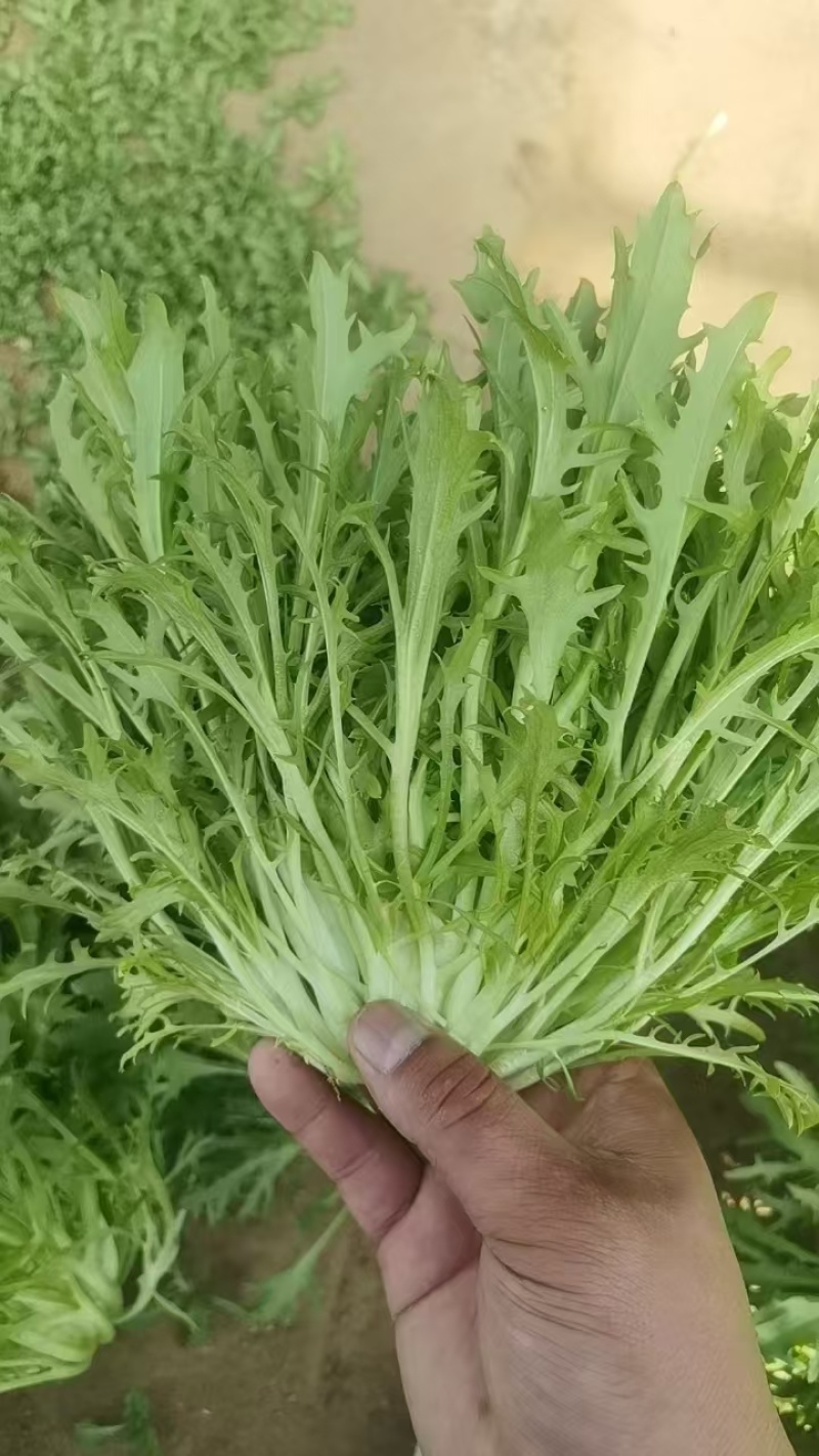 苦菊，大量上市，基地直发，全国发货，量大从优欢迎来电