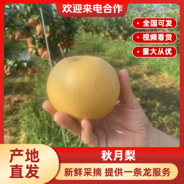 【推荐】精品秋月梨产地大量上市直发可视频看货欢迎