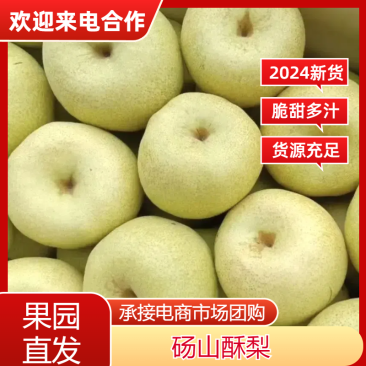 【热卖】安徽精品砀山酥梨产地直发可视频看货代发全国