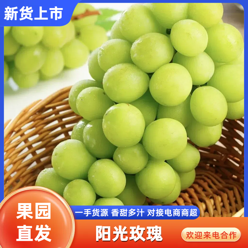 砀山精品阳光玫瑰葡萄产地直发欢迎咨询和合作