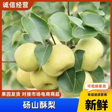 品质酥梨早酥梨产地直发品质保证对接市场电商等