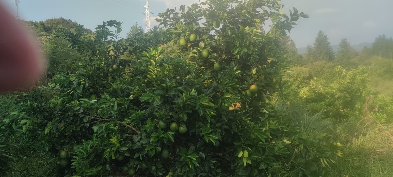 正宗江西赣南脐橙新鲜水果整箱当季赣州发货量大从优