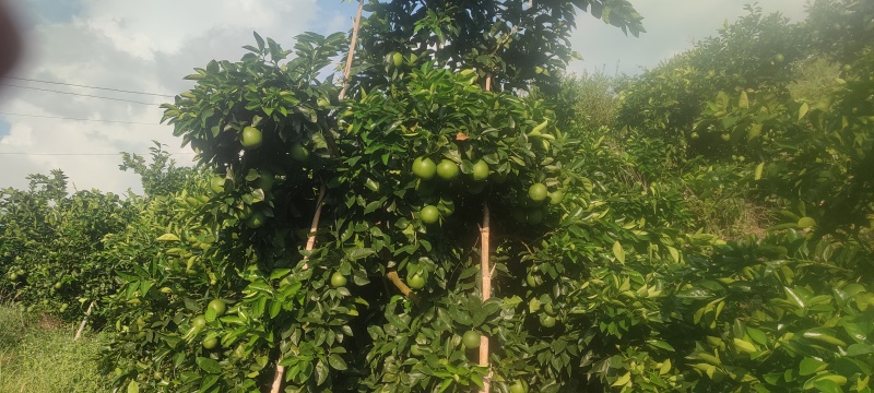 正宗江西赣南脐橙新鲜水果整箱当季赣州发货量大从优