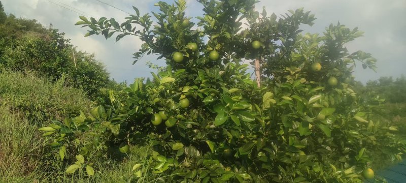 正宗江西赣南脐橙新鲜水果整箱当季赣州发货量大从优