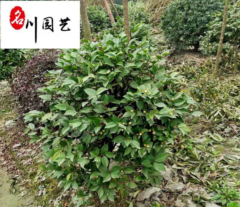 基地直供茶梅球50-150公分茶梅球价格量大价优