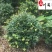 基地直供茶梅球50-150公分茶梅球价格量大价优
