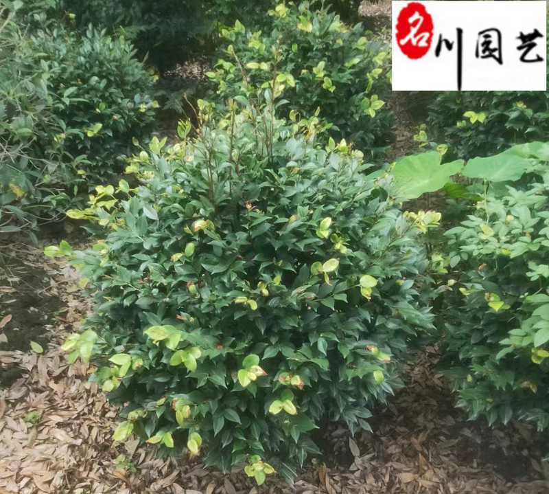 基地直供茶梅球50-150公分茶梅球价格量大价优