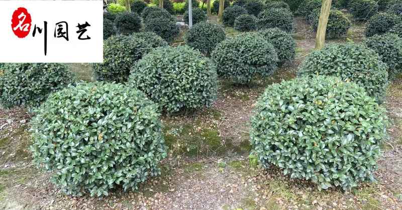 基地直供茶梅球50-150公分茶梅球价格量大价优