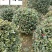 基地直供茶梅球50-150公分茶梅球价格量大价优