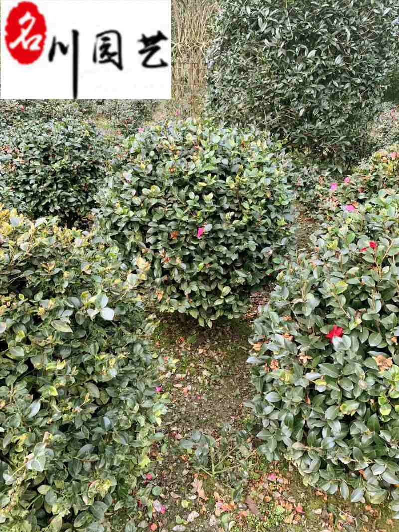 基地直供茶梅球50-150公分茶梅球价格量大价优