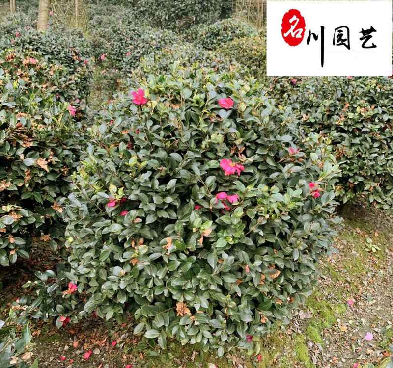 基地直供茶梅球50-150公分茶梅球价格量大价优