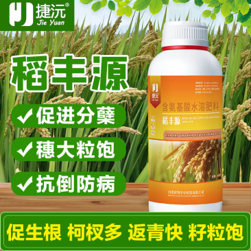 捷沅稻黄金稻丰源籽粒饱满抗倒伏促分蘖促早熟灌浆水稻高产叶