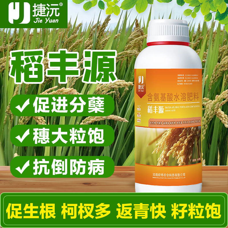 捷沅稻黄金稻丰源籽粒饱满抗倒伏促分蘖促早熟灌浆水稻高产叶