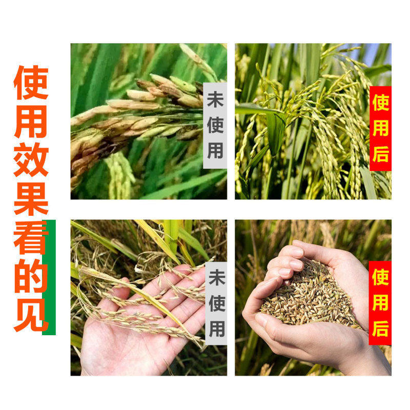 捷沅稻黄金稻丰源籽粒饱满抗倒伏促分蘖促早熟灌浆水稻高产叶
