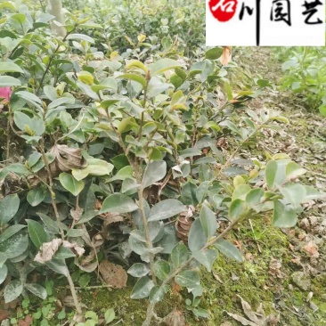 出售20-40公分茶梅苗四川茶梅工程苗批发量大从优