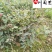 出售20-40公分茶梅苗四川茶梅工程苗批发量大从优