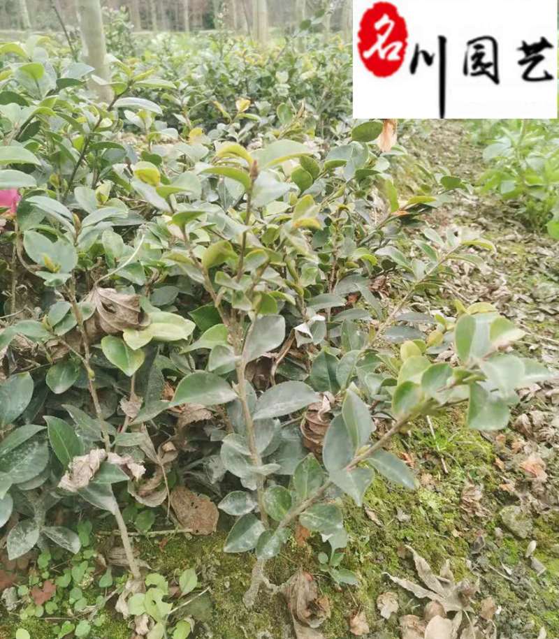 出售20-40公分茶梅苗四川茶梅工程苗批发量大从优