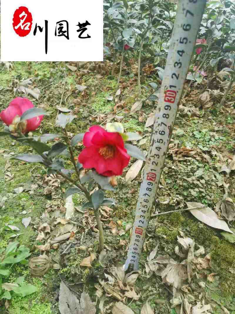 出售20-40公分茶梅苗四川茶梅工程苗批发量大从优