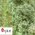出售20-40公分茶梅苗四川茶梅工程苗批发量大从优