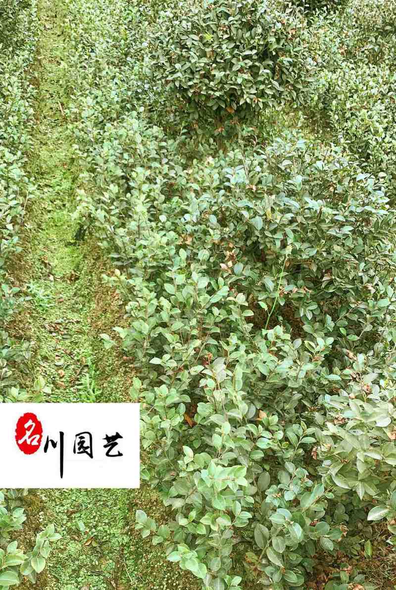 出售20-40公分茶梅苗四川茶梅工程苗批发量大从优