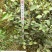 出售20-40公分茶梅苗四川茶梅工程苗批发量大从优