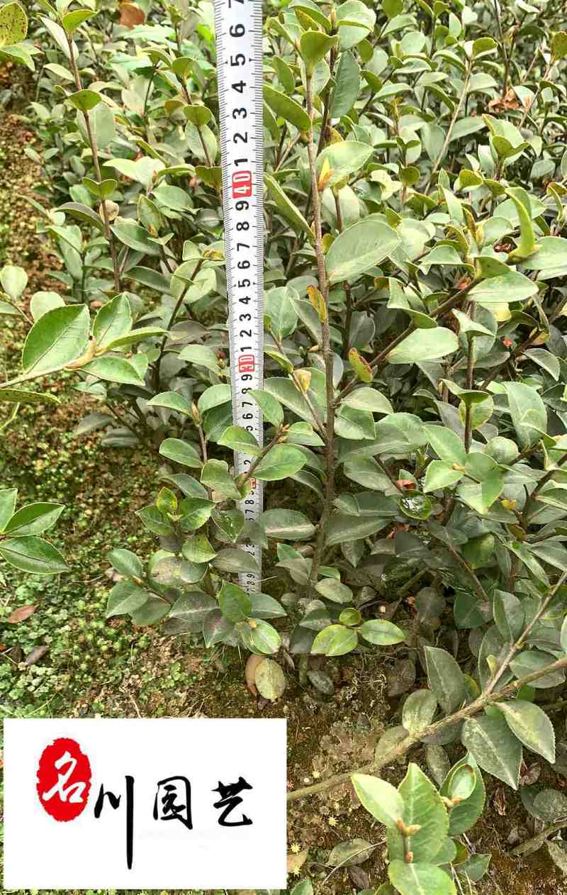 出售20-40公分茶梅苗四川茶梅工程苗批发量大从优