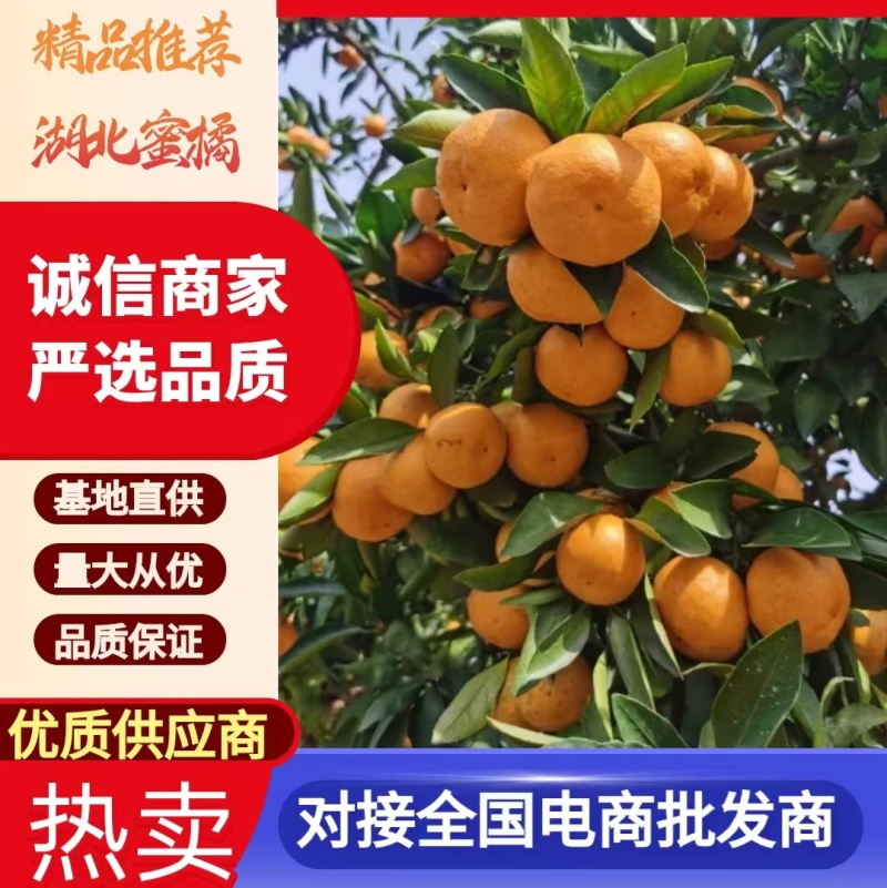 柑桔蜜桔湖南柑橘可视频看货挂树鲜果零售勿扰