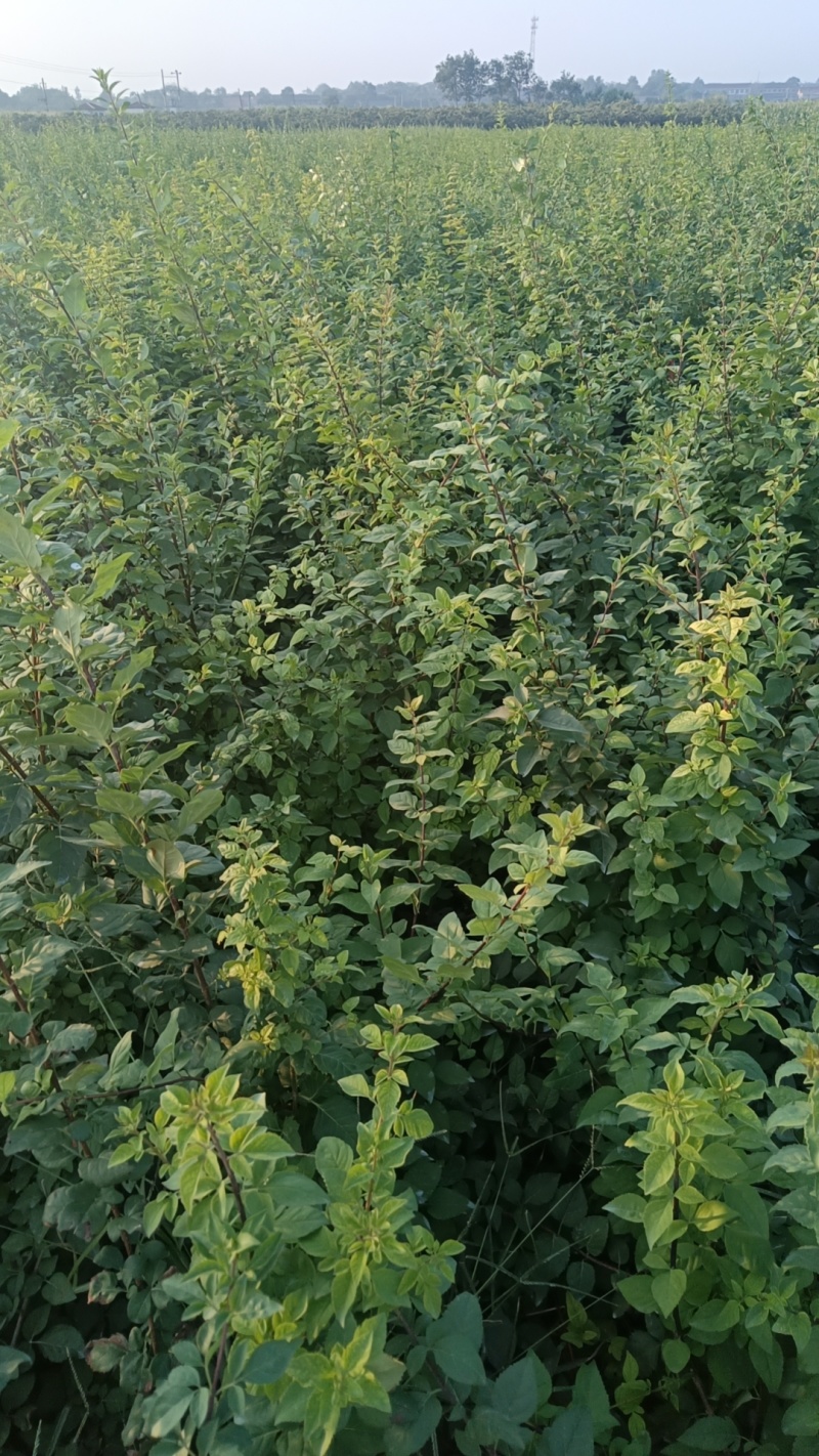 药用连翘苗自家基地1-3年苗保成活率可送货上门