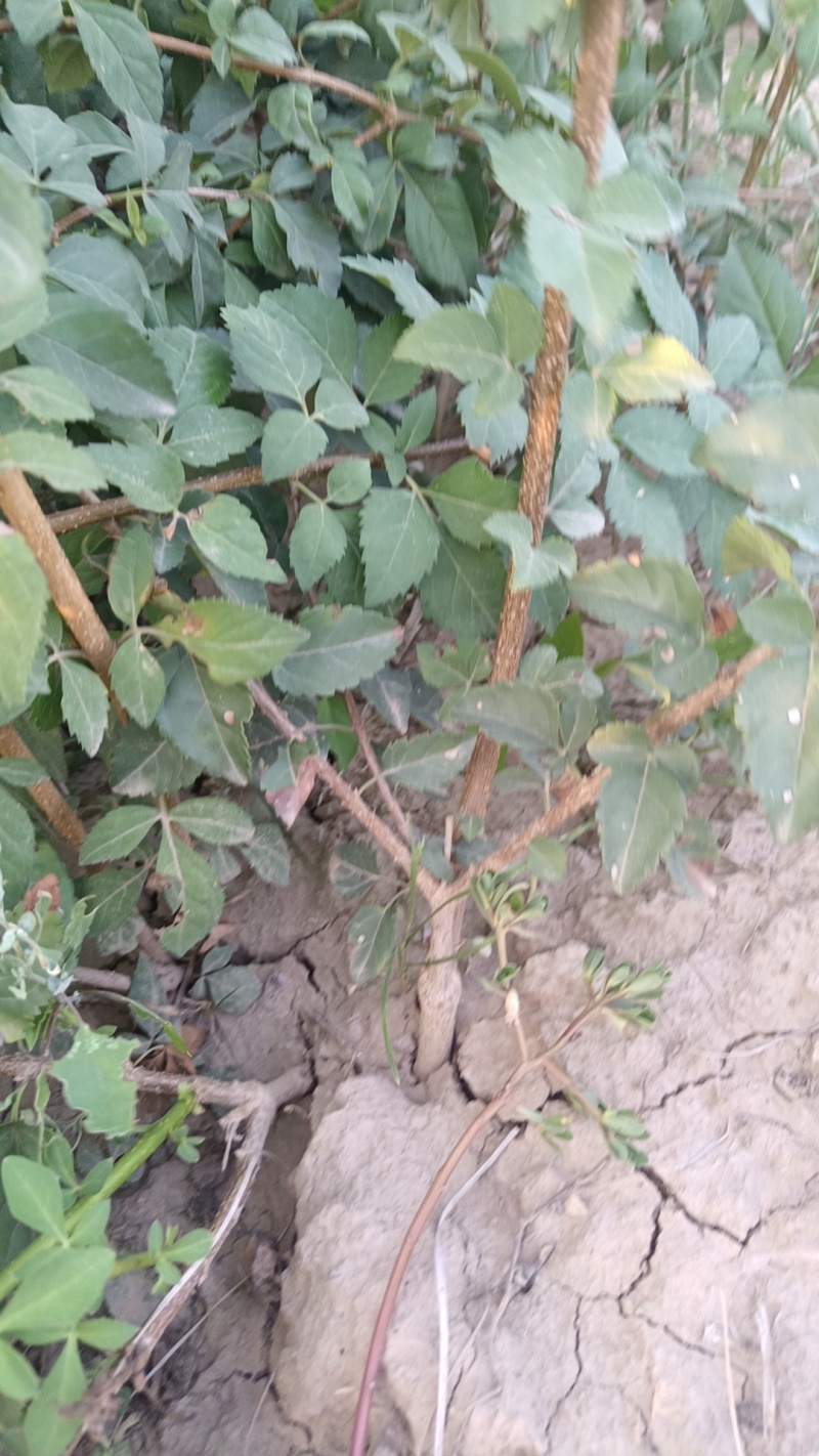 药用连翘苗自家基地1-3年苗保成活率可送货上门