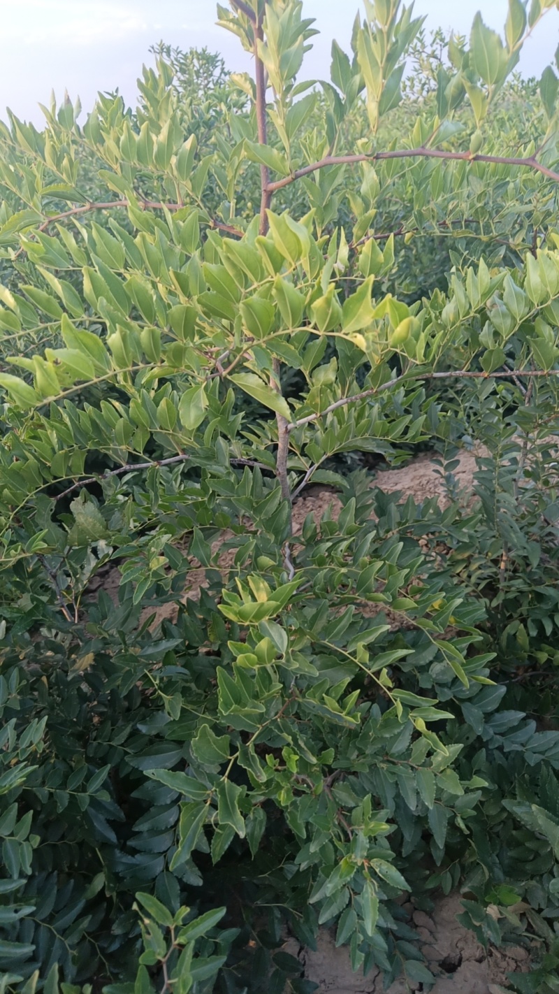 双仁酸枣苗基地直发保成活率可视频看货