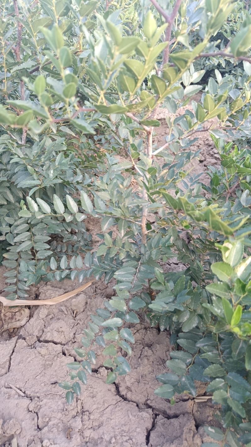 双仁酸枣苗基地直发保成活率可视频看货