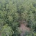 双仁酸枣苗基地直发保成活率可视频看货