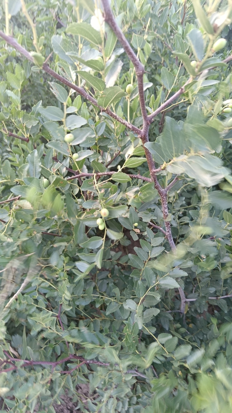 双仁酸枣苗基地直发保成活率可视频看货