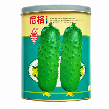 尼格水果黄瓜种子旱黄瓜唐山秋瓜春秋四季超甜满地爬青瓜