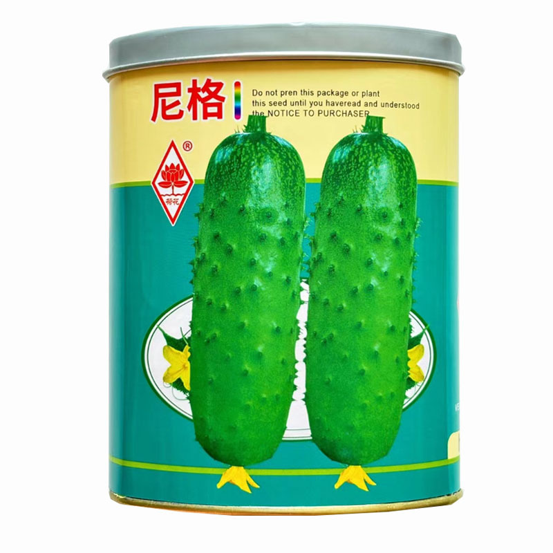 尼格水果黄瓜种子旱黄瓜唐山秋瓜春秋四季超甜满地爬青瓜