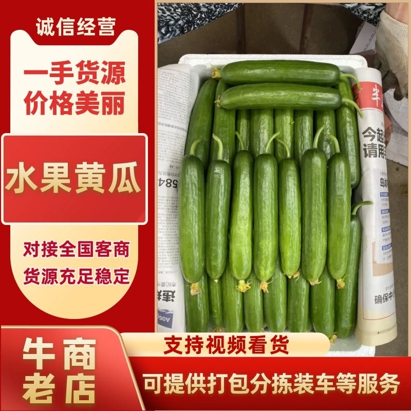 山东精品小黄瓜产地直发品质保证量大从优欢迎联系