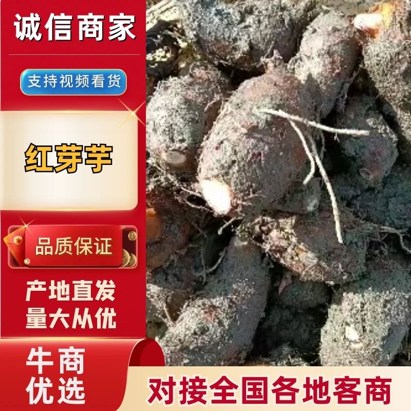芋头红芽芋头基地供应量大质优价格优惠一手货源