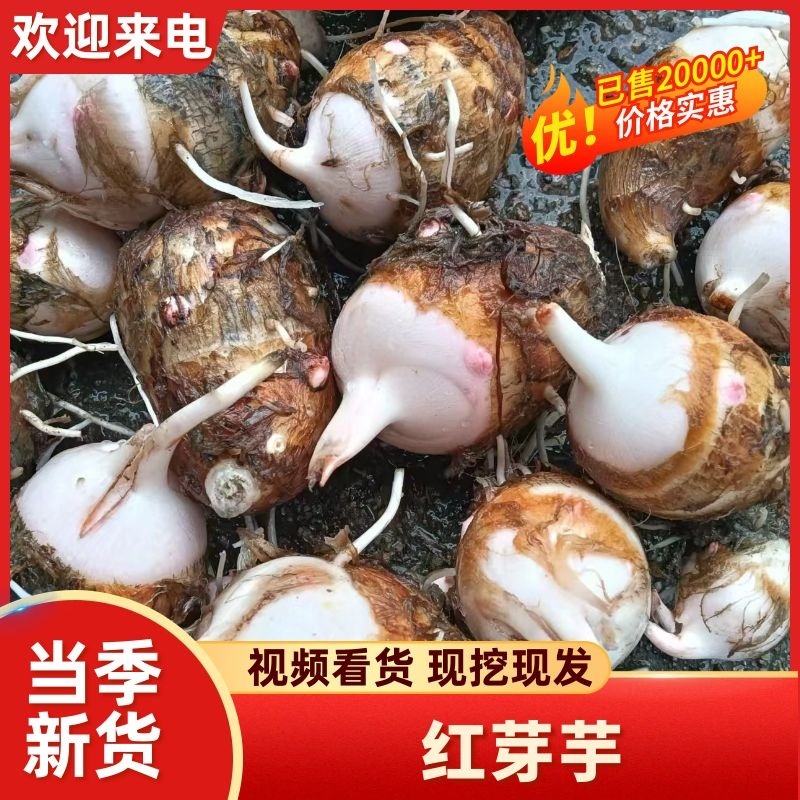 铅山红芽芋一手货源视频看货品质保证以质论价欢迎咨询