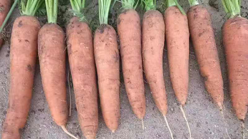 新鲜胡萝卜切片,橙色鲜艳,表面光滑,展示胡萝卜的自然色泽 胡萝卜特写