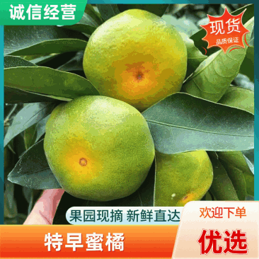 湖北宜昌特早蜜橘大量上市产地直发可对接市场，商超