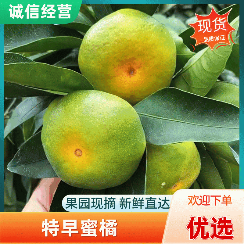 湖北宜昌特早蜜橘大量上市产地直发可对接市场，商超