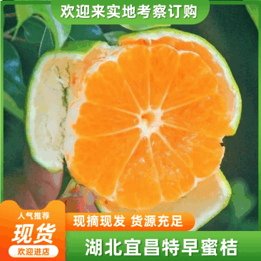 湖北特早蜜橘皮薄多汁甘甜产地直发量大价优欢迎联系