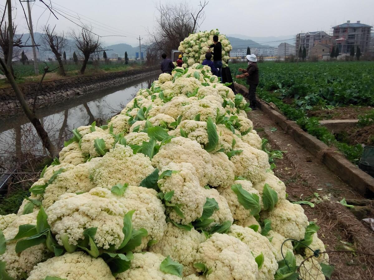 松花菜田间种植图